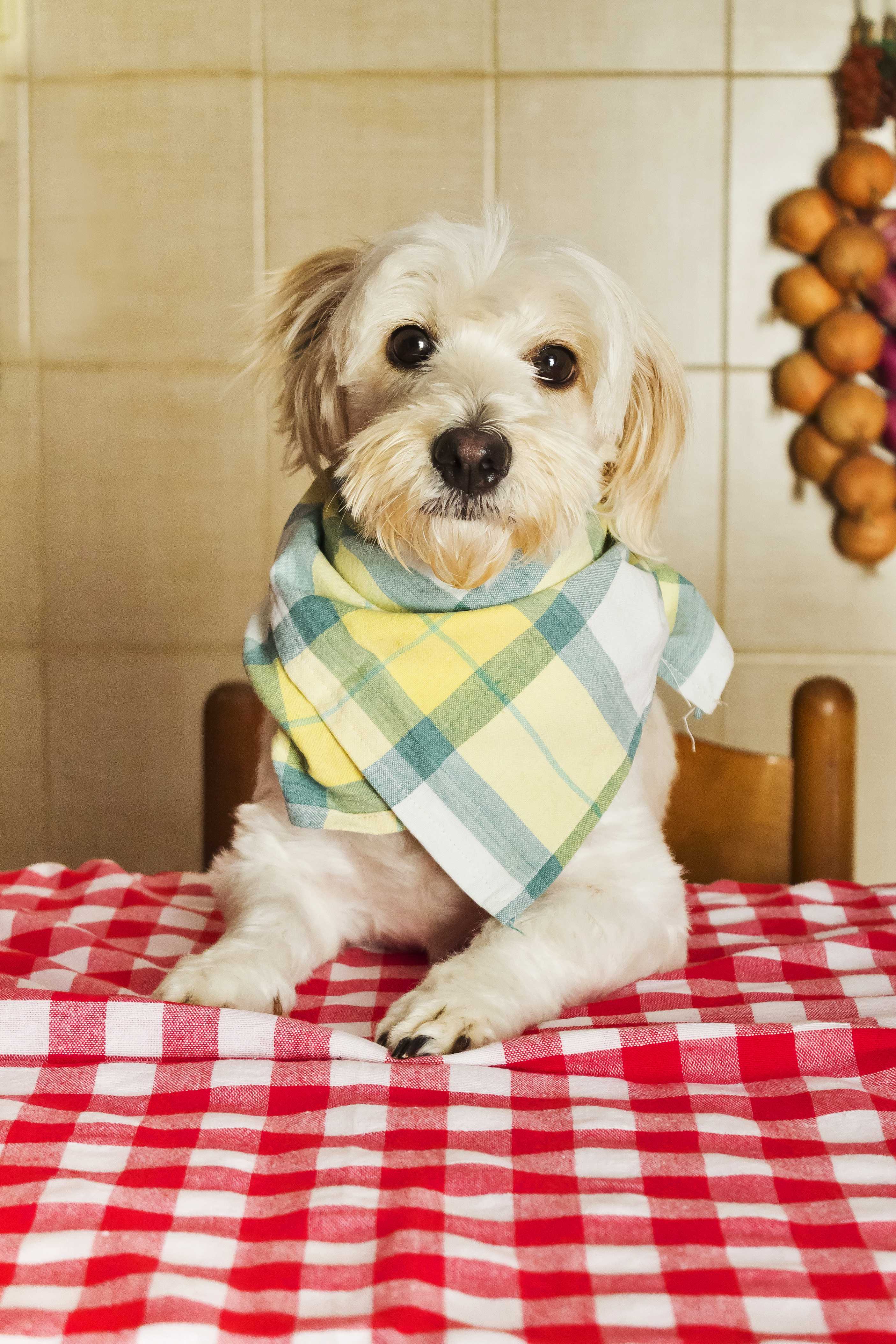 Albóndigas de Pavo para Perros Felices