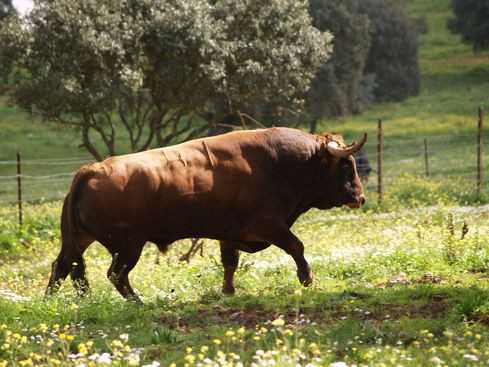 Hasta el rabo...todo es toro. Toro de Lidia, mitos y leyendas
