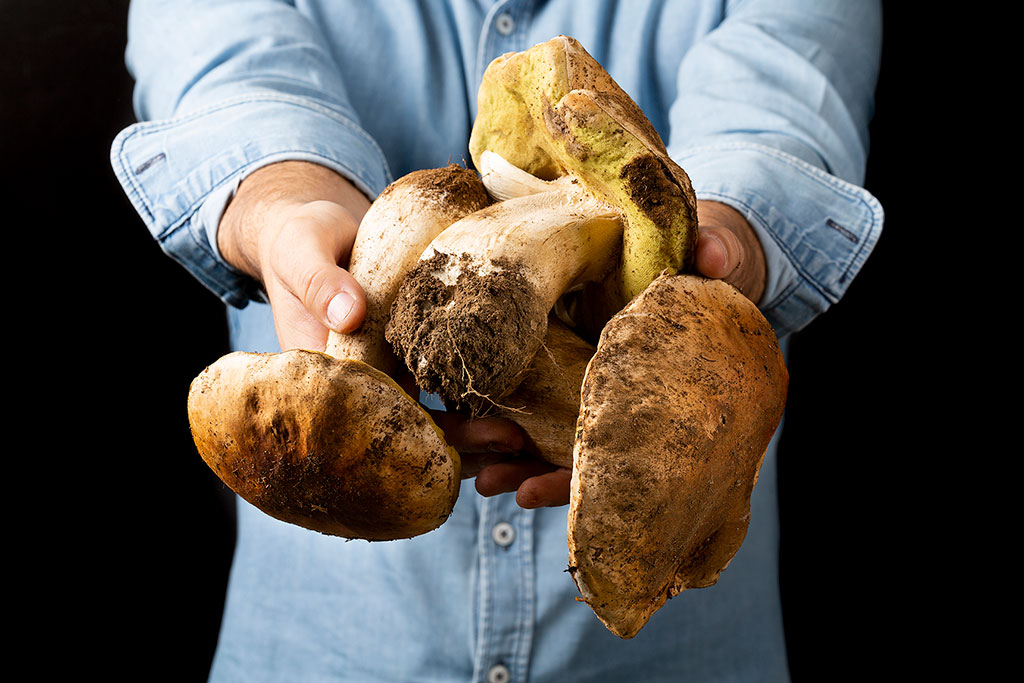 Setas: boletus, níscalos, champiñones y amanitas