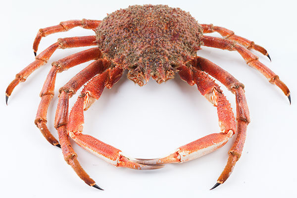 curso de cocina moderna norte de españa