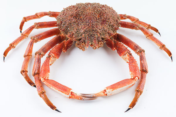 curso de cocina moderna norte de españa