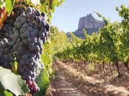 BVM UMBRIA LA PAVA -MONASTRELL - YECLA